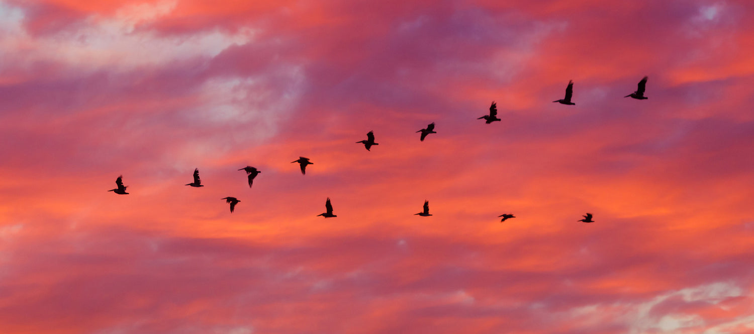 Migrating from Magento over to Shopify